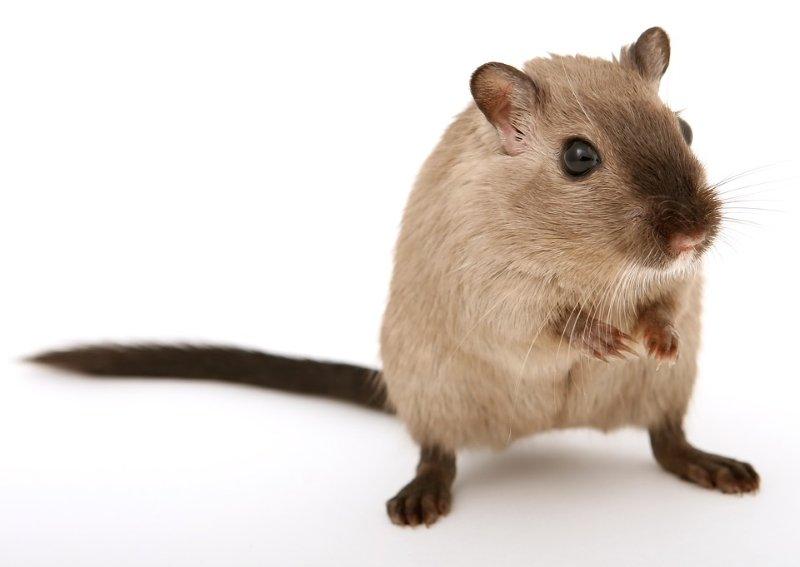 E se você se deparasse com esse ratão? A Uniprag Rio dá conta do